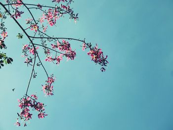 Low angle view of cherry blossom against blue sky