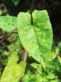 Close-up of leaves