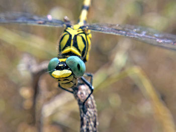 Close-up of insect on yellow leaf