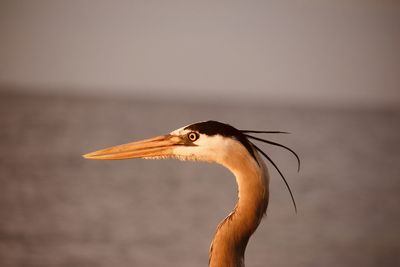 Close-up of a bird against the sea