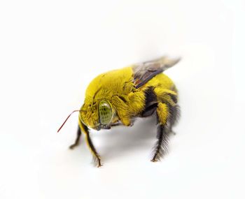 Close-up of bee over white background