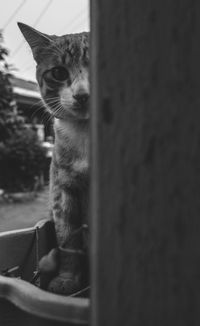 Close-up of a cat looking away