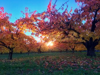 Scenic view of field against sky at sunset