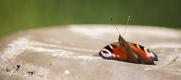 Close-up of butterfly on concrete