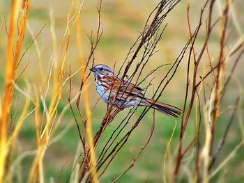 Close-up side view of bird on stems