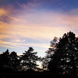 Low angle view of trees against sky