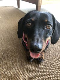 Close-up portrait of black dog