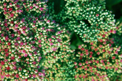 Close-up of pink flowering plants