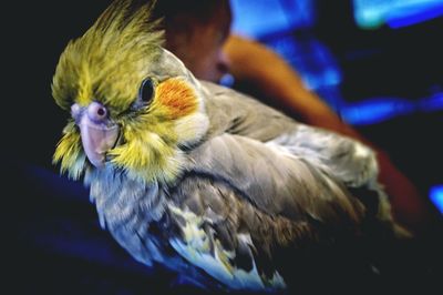 Close-up of bird perching at night