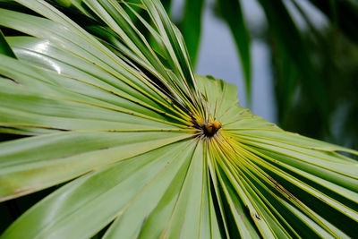 Close-up of caterpillar on plant