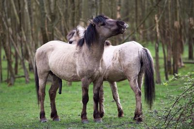 Horses standing on field against trees