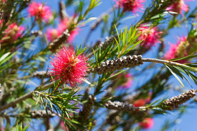Low angle close-up of bottlebrush at park
