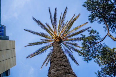 Low angle view of palm tree against blue sky