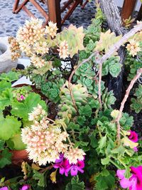 High angle view of flowers blooming outdoors