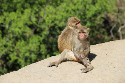 Close-up of monkey