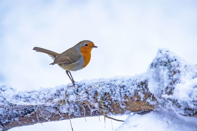 Bird perching on snow covered landscape