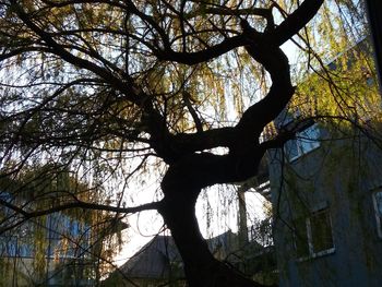 Low angle view of silhouette tree in forest against sky