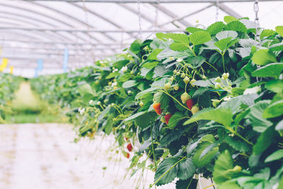Close-up of plant growing in greenhouse