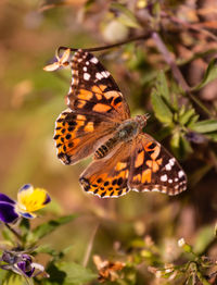 Close-up of butterfly pollinating on flower