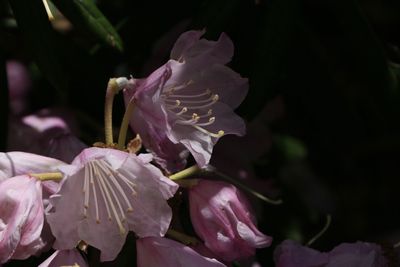 Close-up of pink flowers blooming outdoors