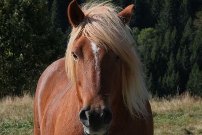 Close-up of horse on field