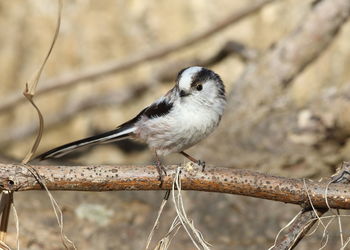 Close-up of bird perching on branch