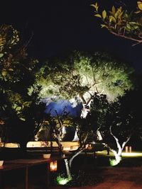 Trees by illuminated plants against sky at night