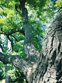 Low angle view of tree trunk