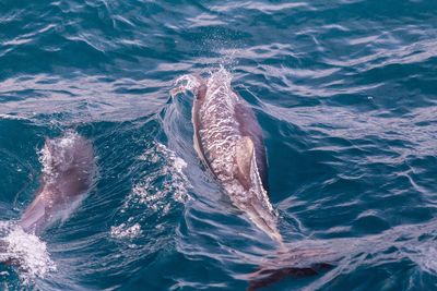 Dolphin swimming in sea