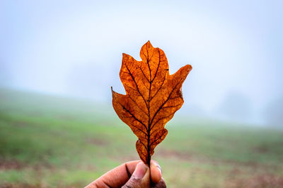 Close-up of hand holding maple leaf on field against clear sky