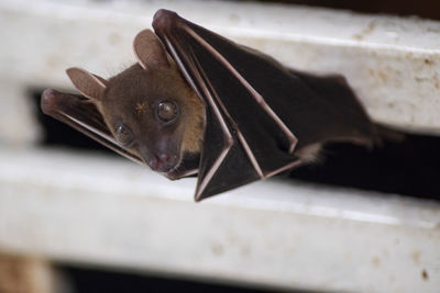 Close-up portrait of a cat