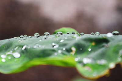 Close-up of water drops on leaf