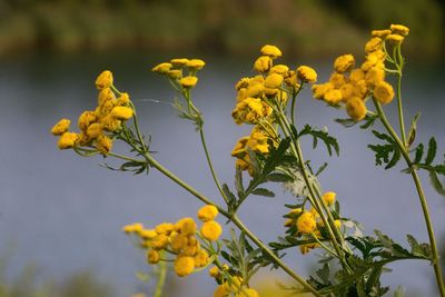 Close-up of yellow flowering plant