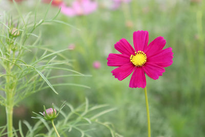 Bright flowers in the garden in the evening.