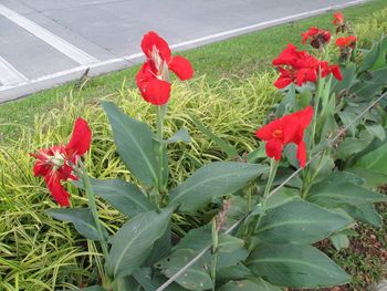 Close-up of red flowers blooming outdoors