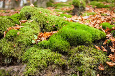 Close-up of green plant