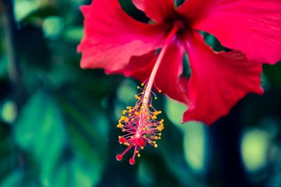 Close-up of red flower