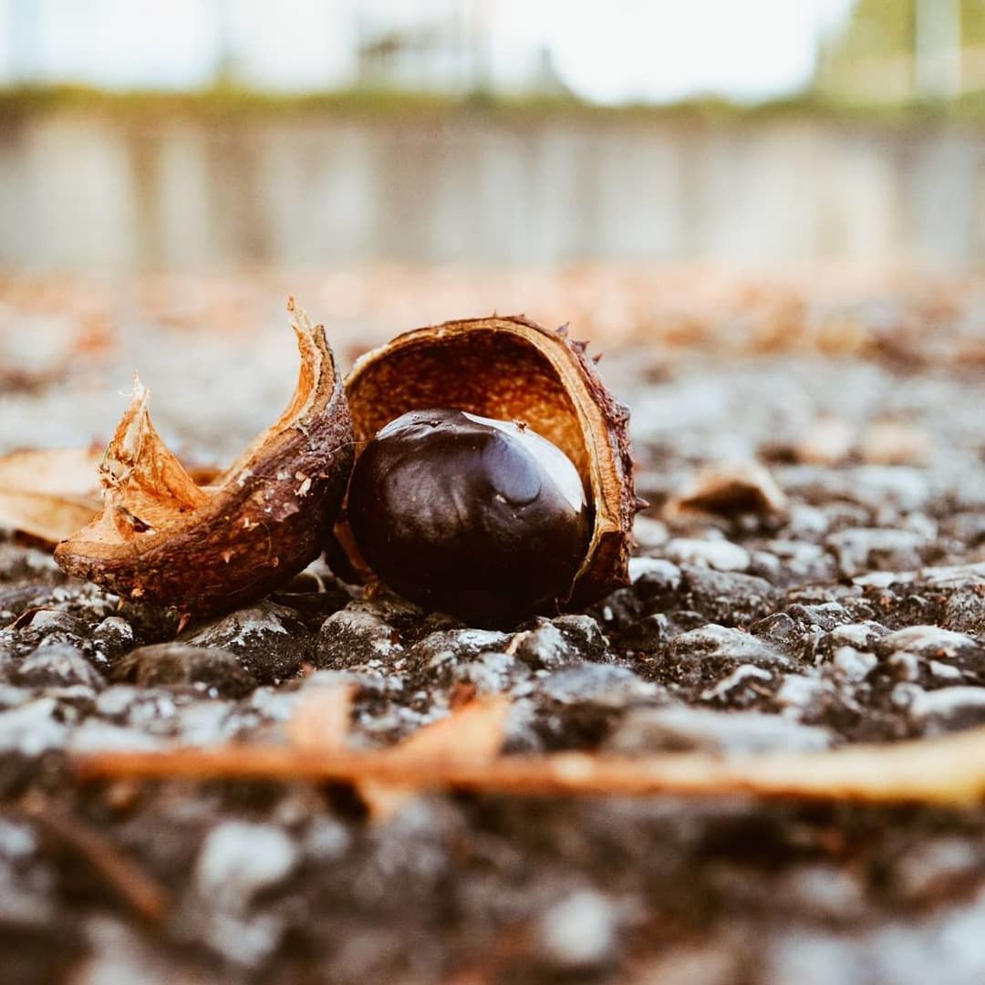 close-up, chestnut, food, produce, macro photography, snail, leaf, no people, tree, selective focus, wood, nature, day, nuts & seeds, nut, animal, nut - food, food and drink, outdoors, snails and slugs, animal themes, brown, land, mollusk