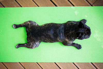 High angle view of dog sleeping on floor