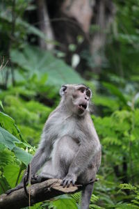 Monkey sitting on rock in forest