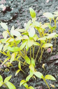 Close-up of plants