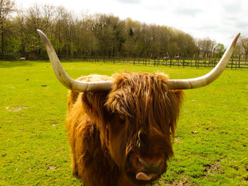Horse in a field