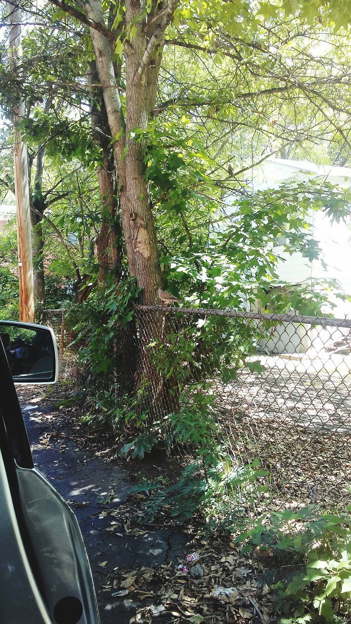 tree, transportation, land vehicle, mode of transport, car, day, nature, growth, no people, outdoors, branch