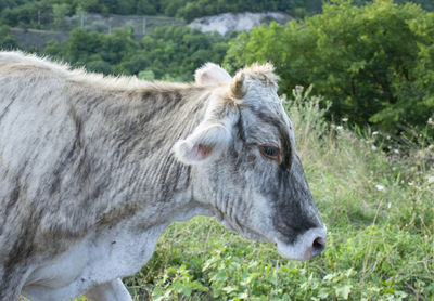 Close-up of a cow on grass