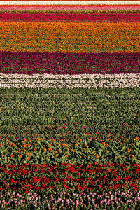 Full frame shot of red flowers on field