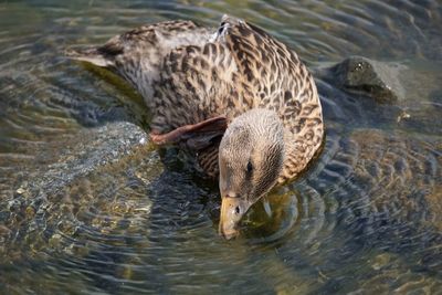 High angle view of duck swimming in lake