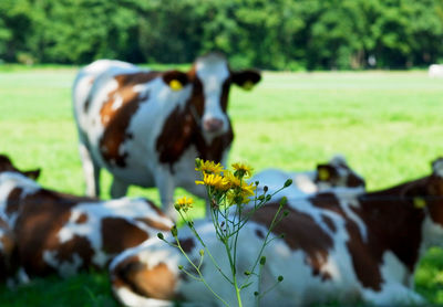 View of a cow on field