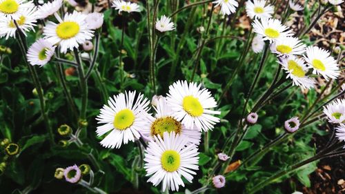 Close-up of white daisy flowers