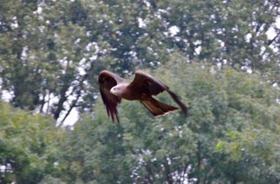 High angle view of gray heron