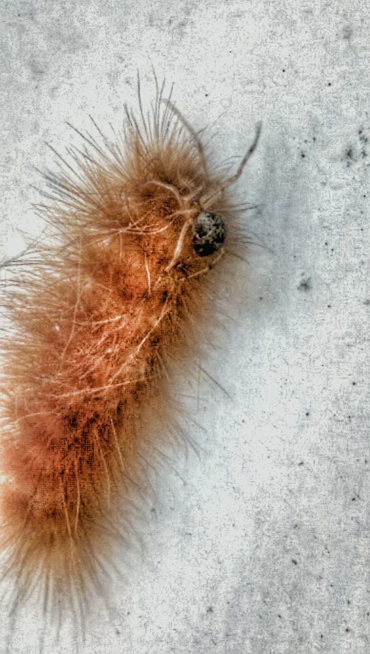 one animal, animal themes, close-up, high angle view, wildlife, animals in the wild, insect, nature, animal hair, no people, animal body part, brown, day, outdoors, animal head, full frame, white color, detail, part of, directly above